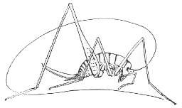 La "grande sauterelle des cavernes", Dolichopoda, Orthoptère très fréquent des grottes des Basses-Alpes