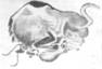 Bison de la grotte d'Altamira