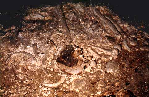 Grotte de San Pedro (Espagne)