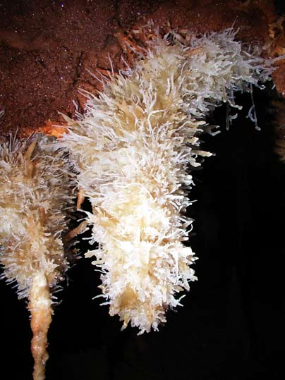 Grotte de la Bartade