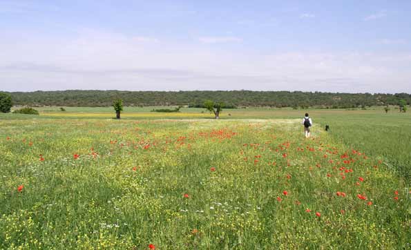 Poljé de Lussan