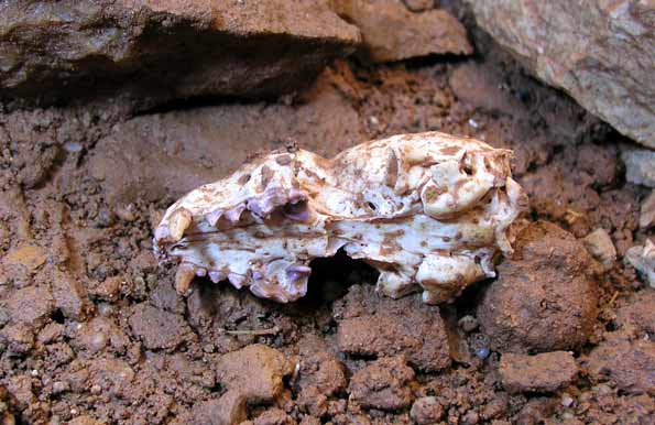 Aven du Puech Agut