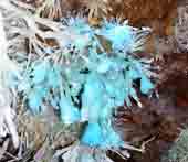 Grotte de l'Asperge